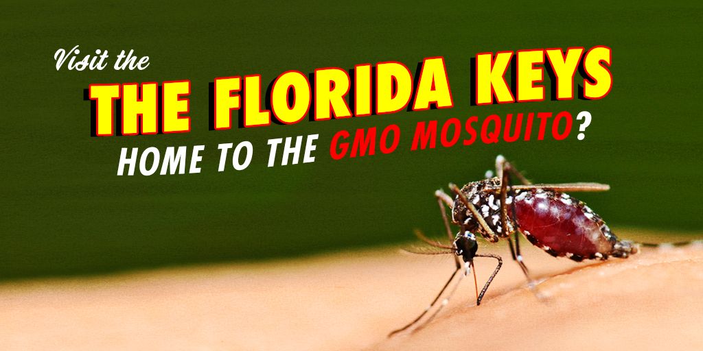 Petition update · Update on the No GMO Mosquitoes campaign ·