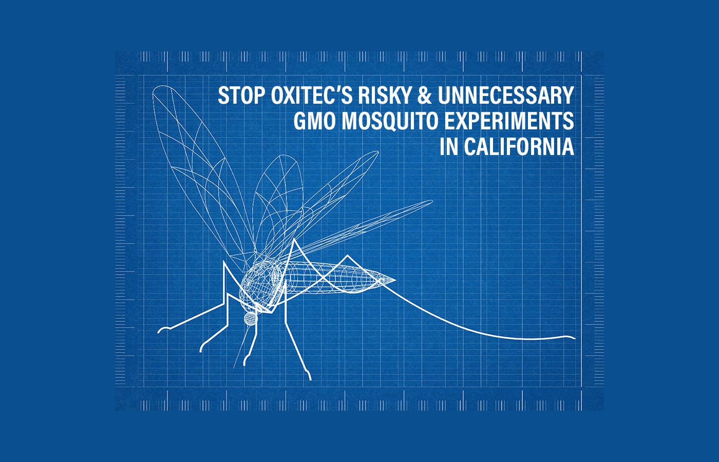 Stop Oxitec's GMO Mosquitoes in California